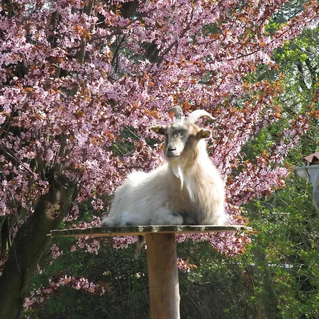 森讷堡瓦雷拉贝丹恩旅馆 *