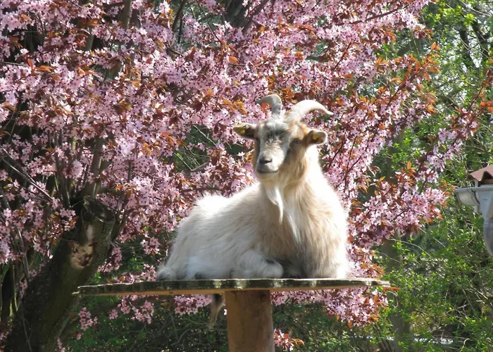 Danhostel Vollerup *